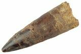 Fossil Spinosaurus Tooth - Real Dinosaur Tooth #367959-1